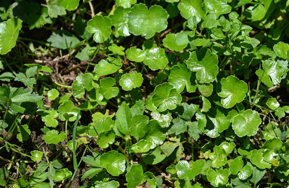 Image of Hydrocotyle ramiflora specimen.