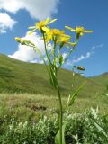 Senecio sarracenicus. Верхушка цветущего растения. Казахстан, Восточно-Казахстанская обл, Зайсанский р-н; южный макросклон хр. Саур, обращенный к Шиликтинской впадине, ур. Тик-Булак, ≈ 1740 м н.у.м., берег ручья. 1 июля 2024 г.