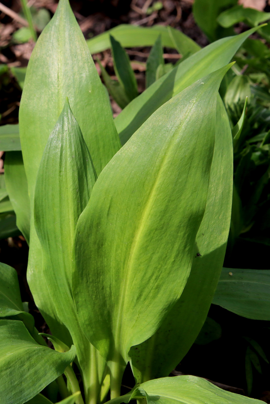 Image of Allium ursinum specimen.