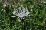 Centaurea cheiranthifolia. Соцветия с муравьями. Кабардино-Балкария, Эльбрусский р-н, поляна Чегет, выс. 2050 м н.у.м., возвышение с южной стороны поляны. 9 июня 2018 г.