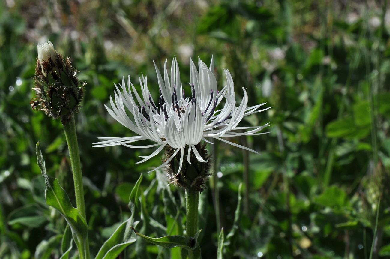 Image of Centaurea cheiranthifolia specimen.