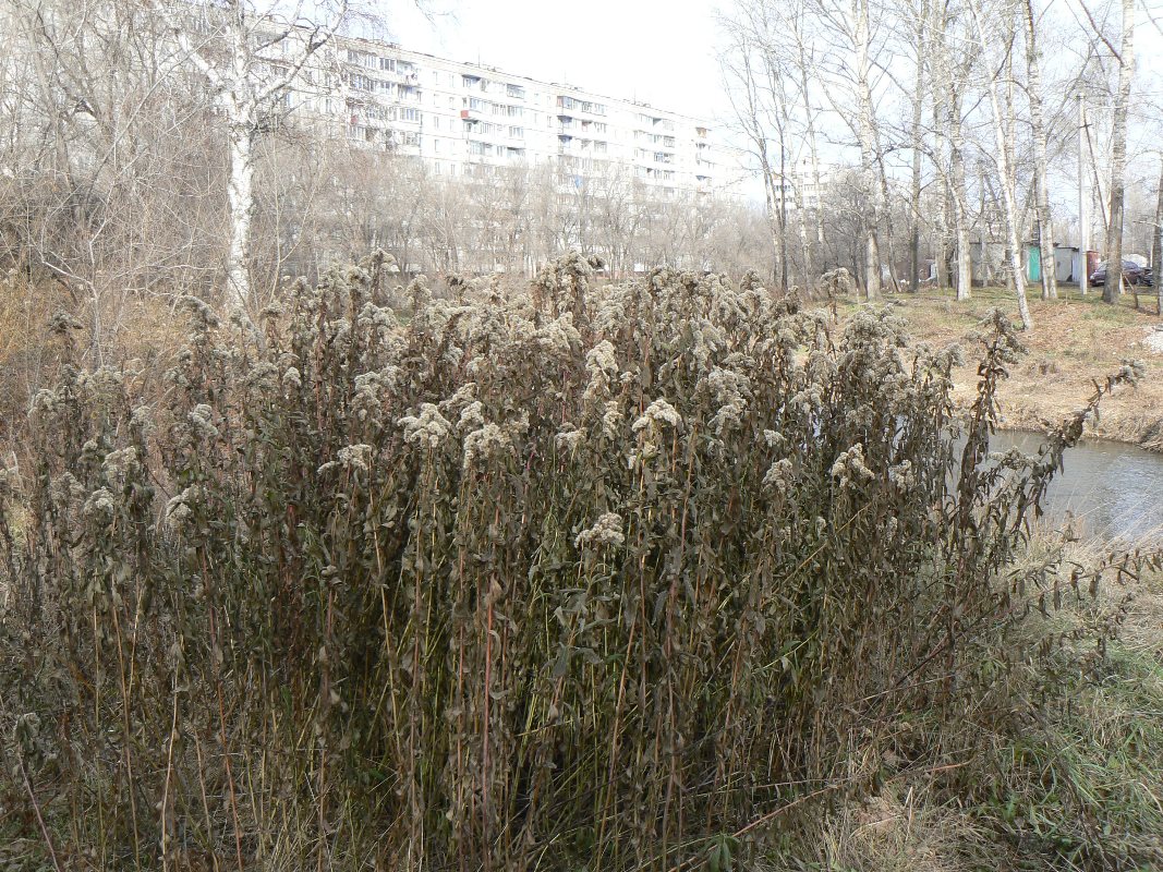 Изображение особи Solidago altissima.