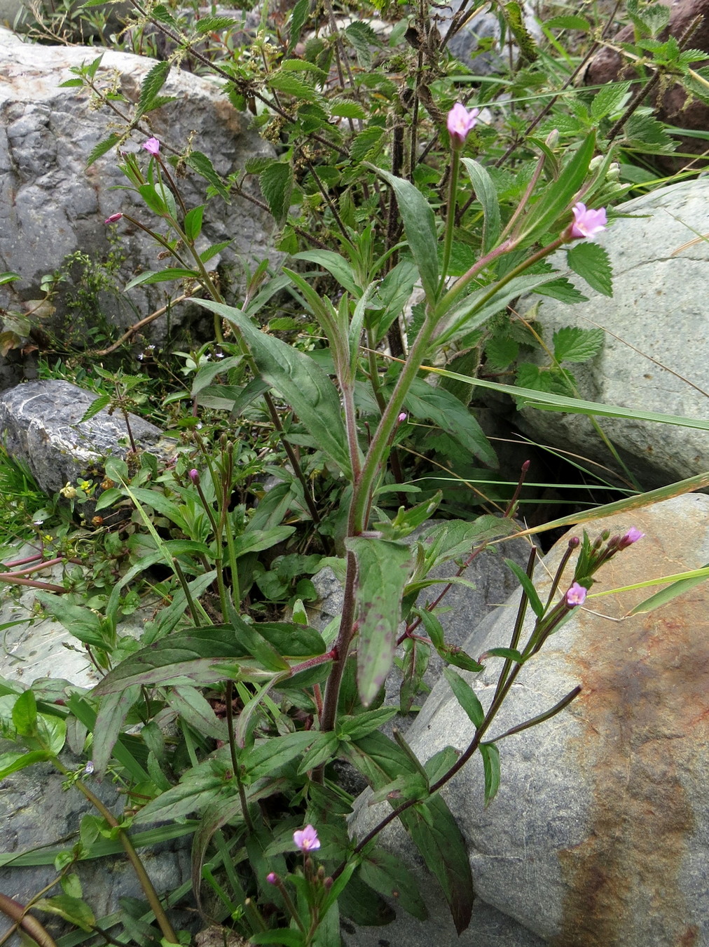 Изображение особи Epilobium parviflorum.