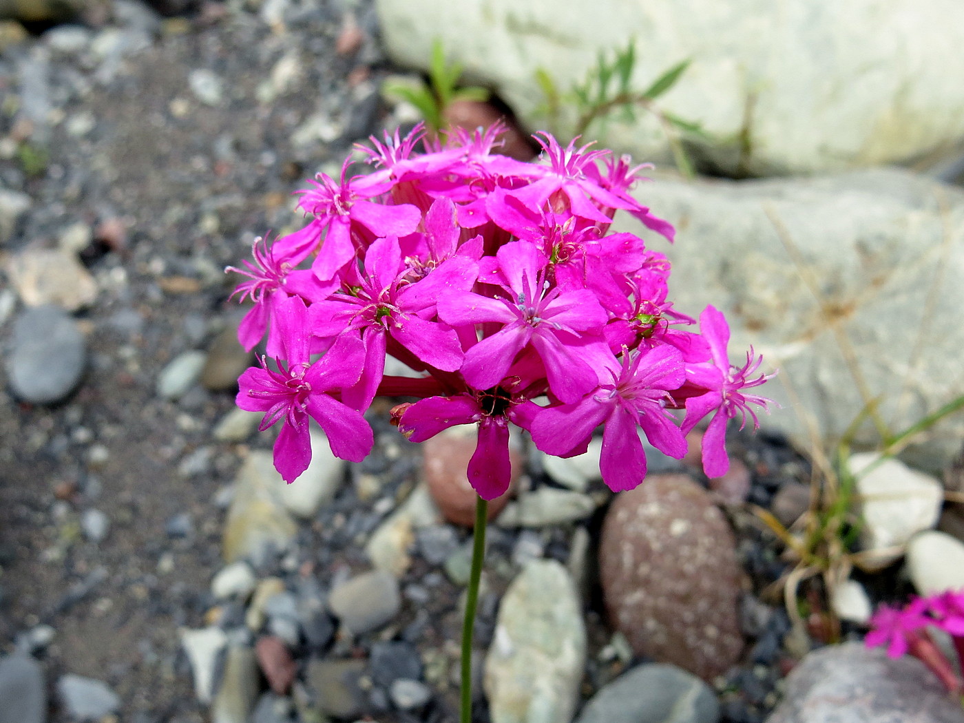 Image of Silene compacta specimen.