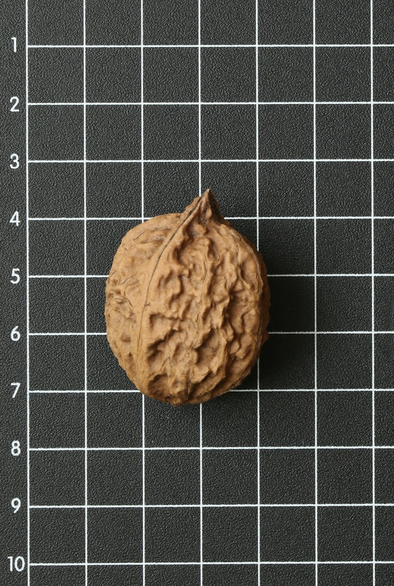 Image of Juglans mandshurica specimen.