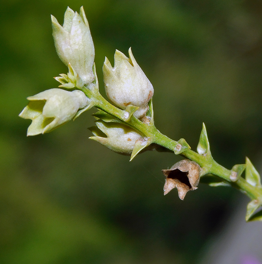 Image of Physostegia virginiana specimen.