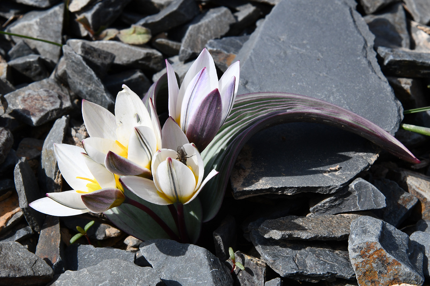 Image of Tulipa regelii specimen.