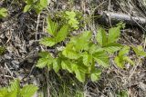 Rubus saxatilis