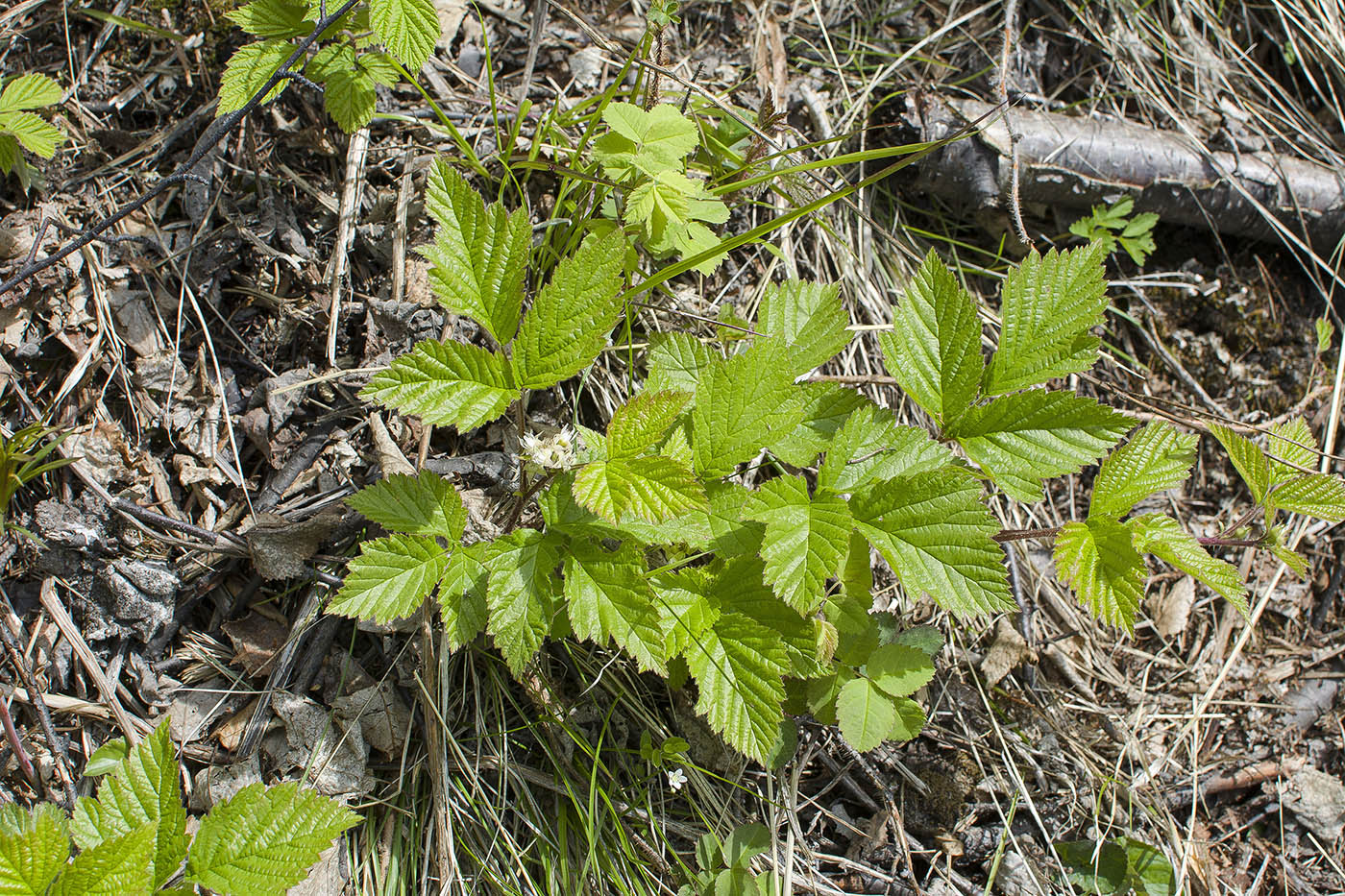 Image of Rubus saxatilis specimen.