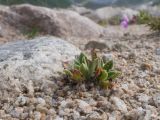 Saxifraga kolenatiana. Розетка листьев. Кабардино-Балкария, Черекский р-н, дол. р. Псыгансу, ≈ 2400 м н.у.м., донная морена. 30.07.2024.