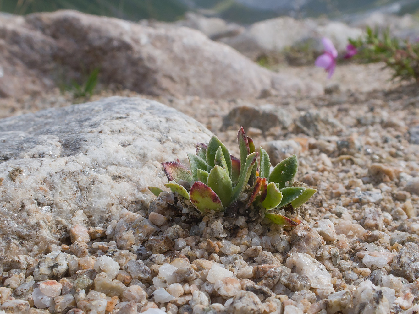 Изображение особи род Saxifraga.