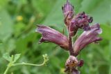 Orobanche owerinii