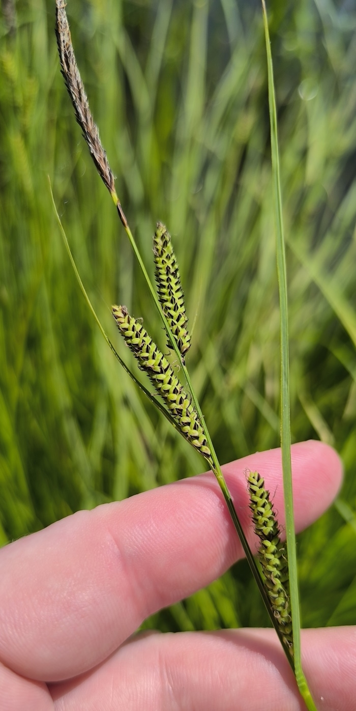 Image of Carex nigra specimen.