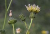 Sonchus oleraceus. Распустившееся и отцветщее соцветия. Испания, Каталония, пров. Жирона, комарка Баш Эмпорда, муниципалитет Паламос, берег р. Ауби, высокотравный луг. 03.04.2025.