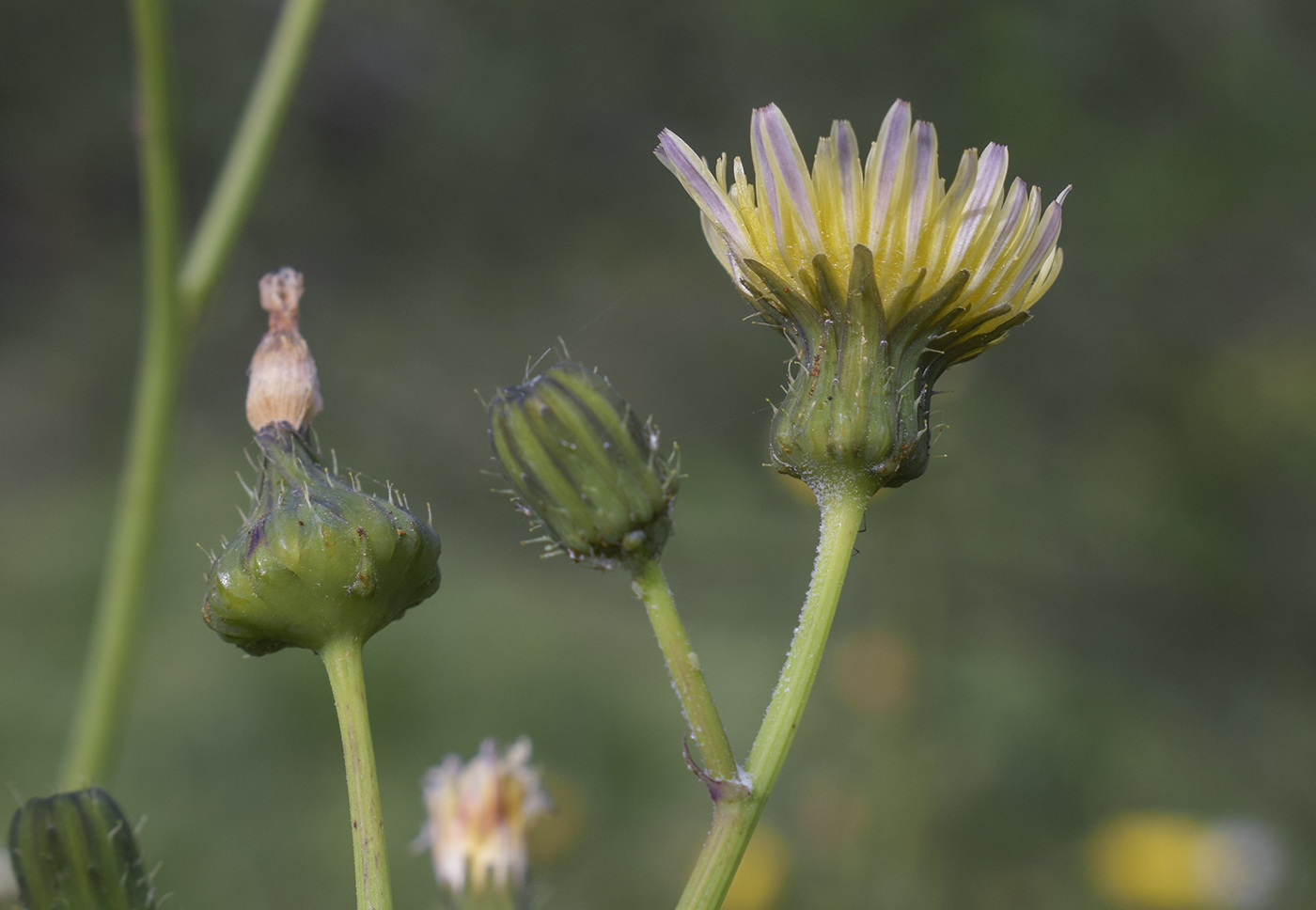 Image of Sonchus oleraceus specimen.