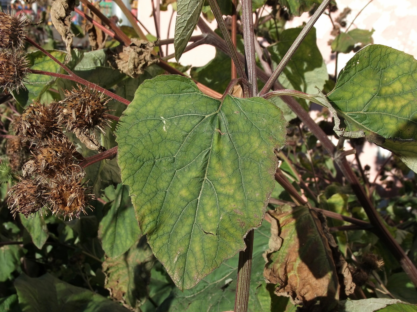 Изображение особи Arctium lappa.