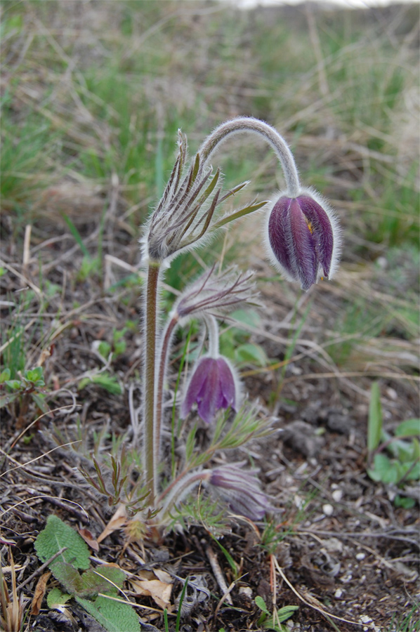 Image of Pulsatilla ucrainica specimen.