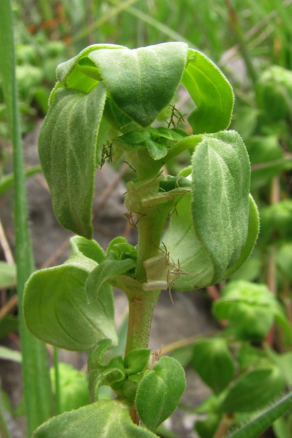 Изображение особи Theligonum cynocrambe.