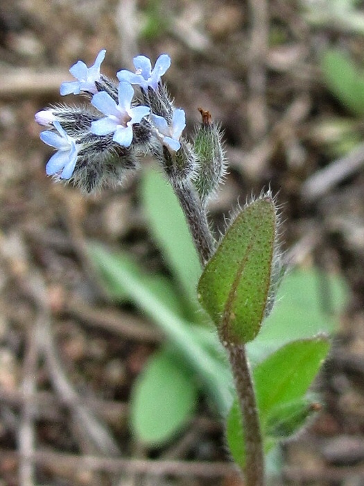 Image of Myosotis micrantha specimen.