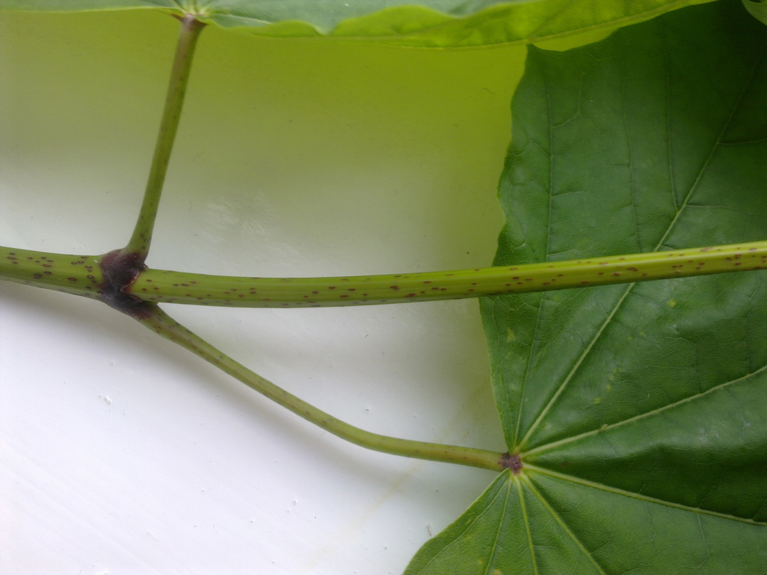 Image of Acer platanoides specimen.