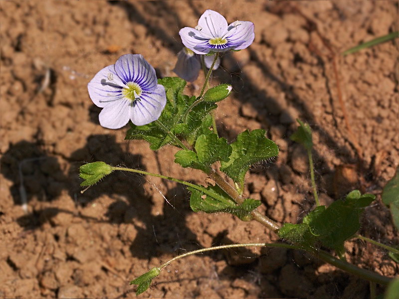 Изображение особи Veronica filiformis.