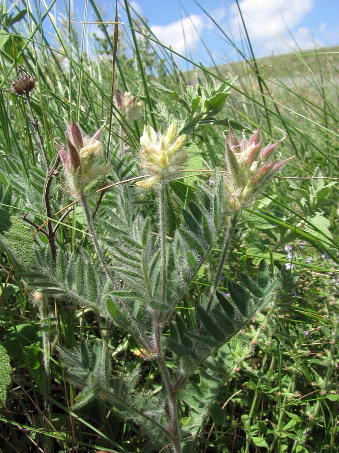 Изображение особи Oxytropis pilosa.