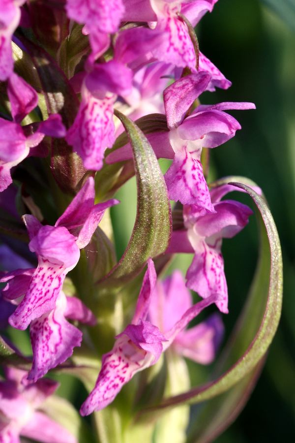 Image of Dactylorhiza incarnata specimen.