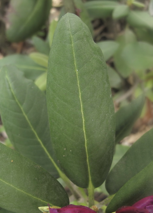 Image of Rhododendron catawbiense specimen.