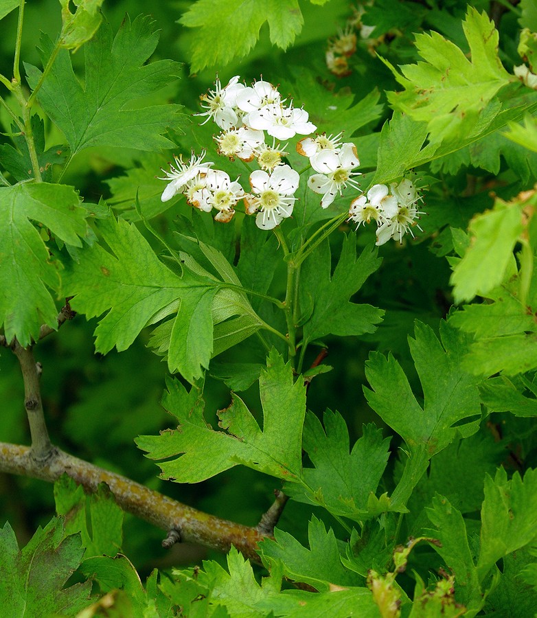 Image of Crataegus turkestanica specimen.