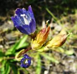 Gentiana olivieri. Цветок и развивающиеся плоды. Копетдаг, Чули. Конец мая 2011 г.