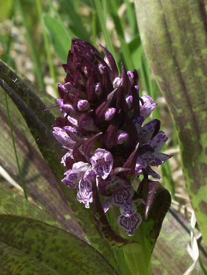 Image of Dactylorhiza incarnata specimen.