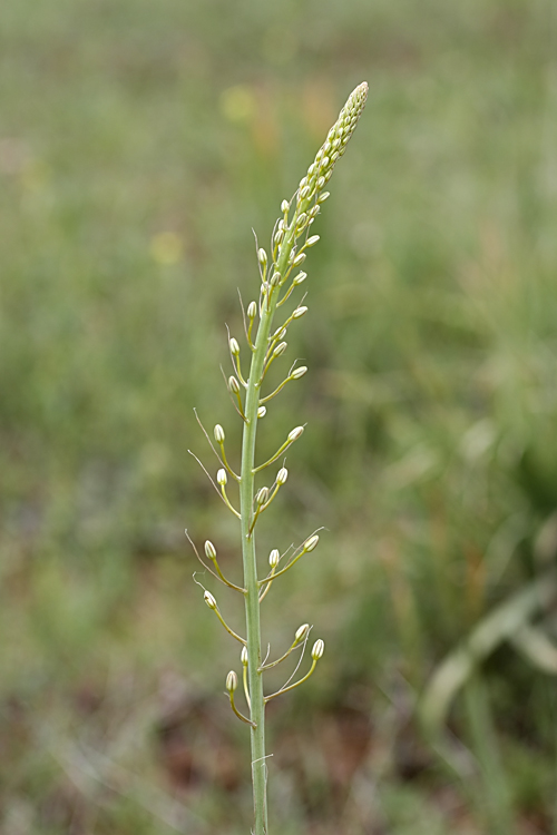 Изображение особи род Eremurus.