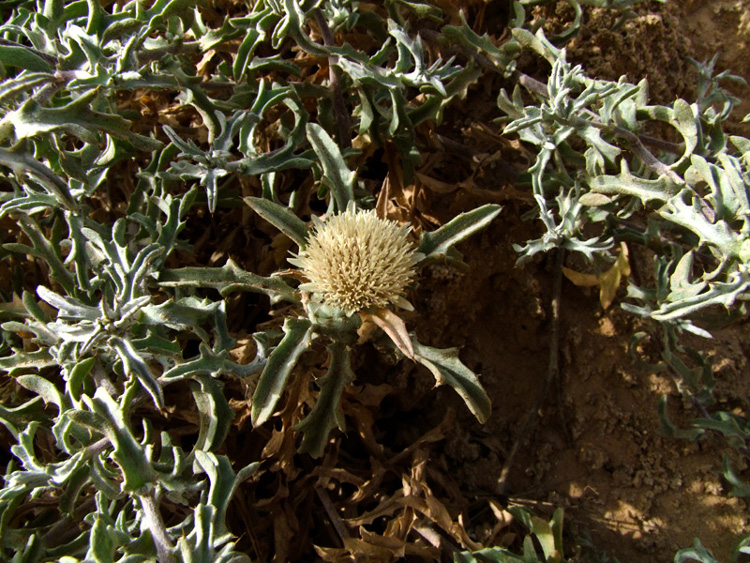 Image of Atractylis carduus specimen.