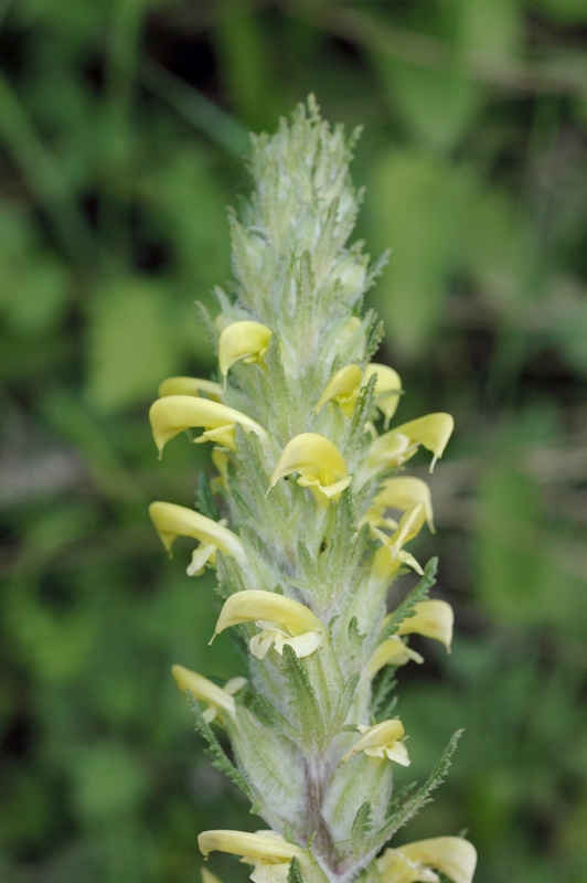 Изображение особи Pedicularis talassica.