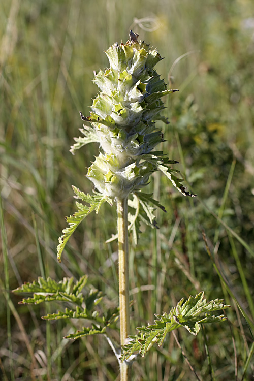 Image of Phlomoides speciosa specimen.