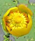 Nuphar lutea. Цветок. Ярославская обл., Переславский р-н, дер. Кисьма, р. Кисьма. 08.07.2011.