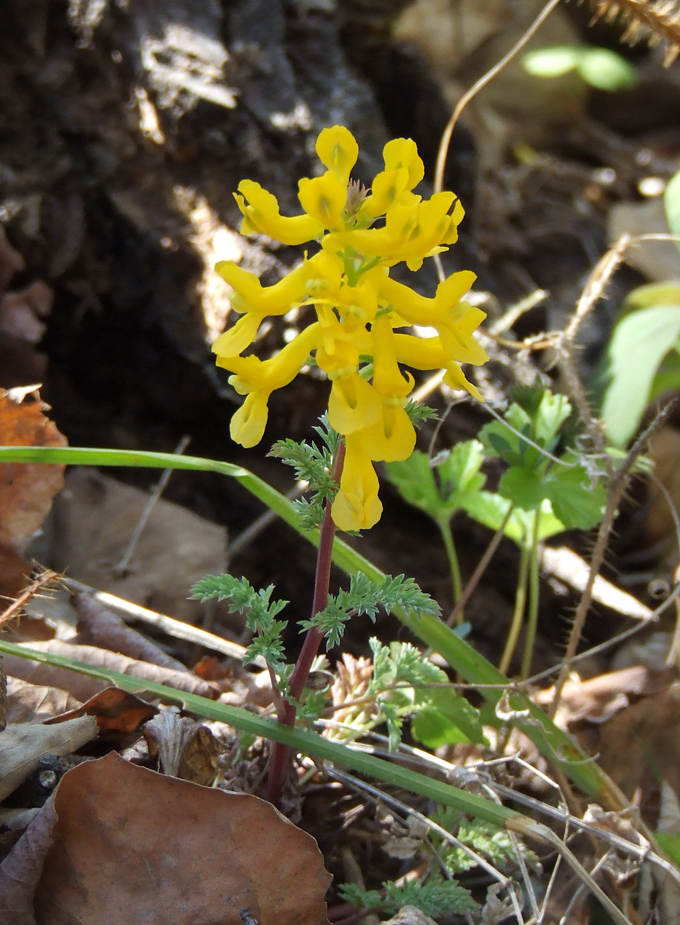 Image of Corydalis speciosa specimen.