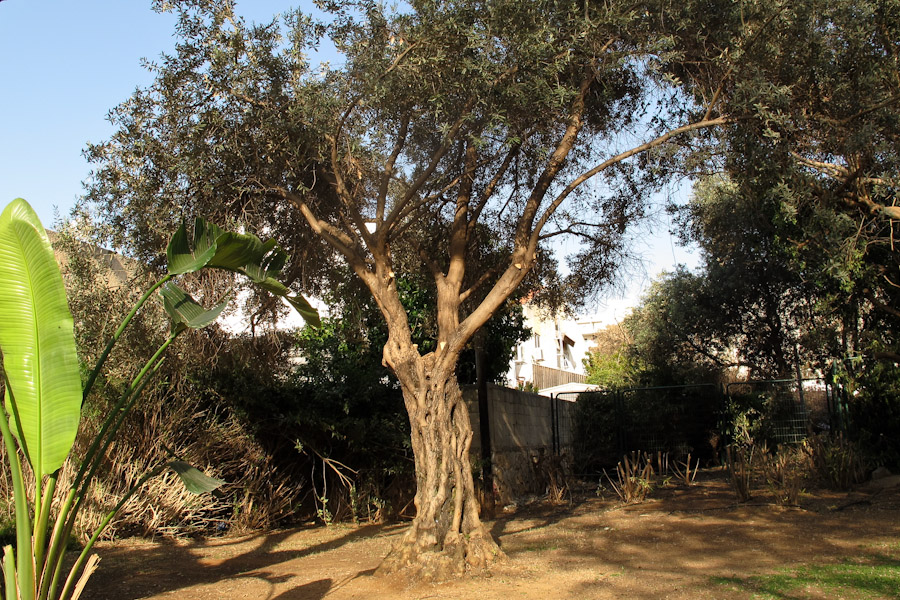 Image of Olea europaea specimen.