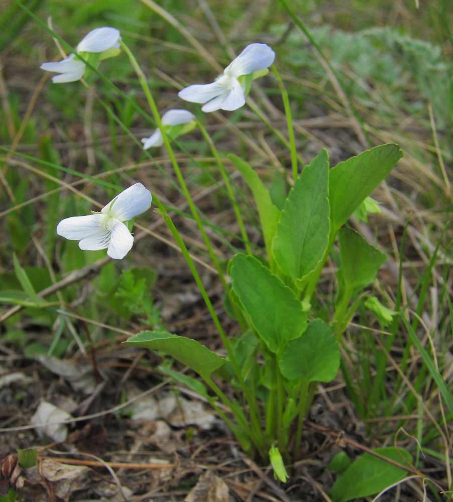 Image of genus Viola specimen.