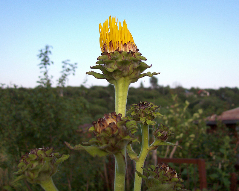 Изображение особи Inula helenium.