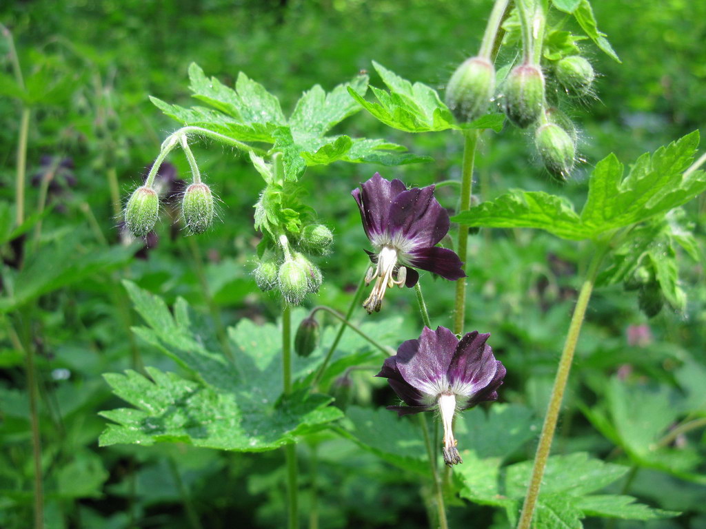 Image of Geranium phaeum specimen.