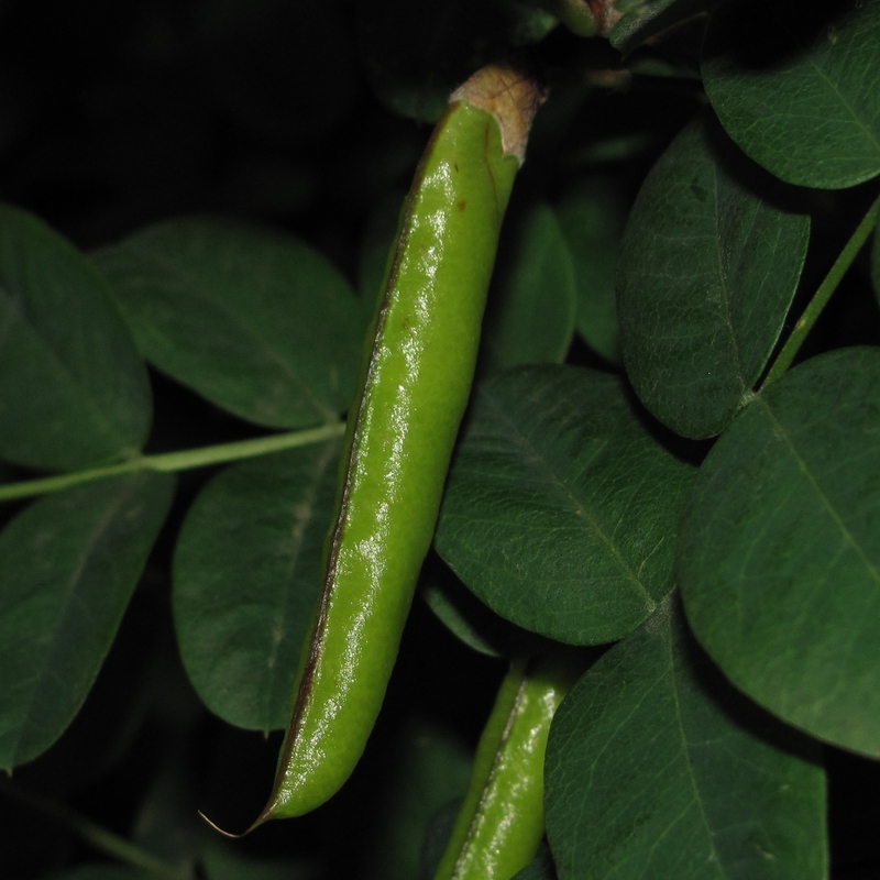 Изображение особи Caragana arborescens.