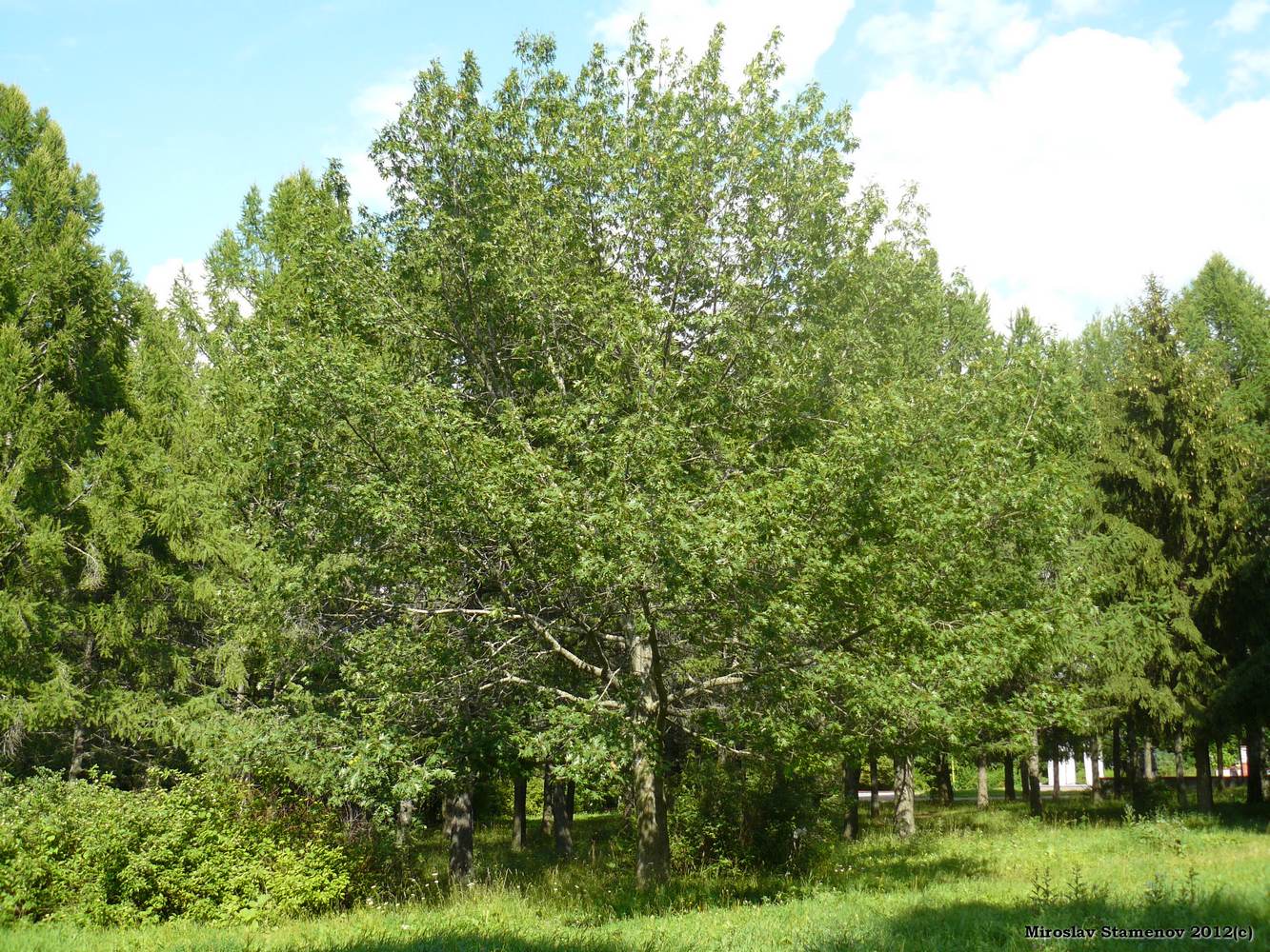 Image of Quercus rubra specimen.