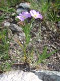 Phlox sibirica