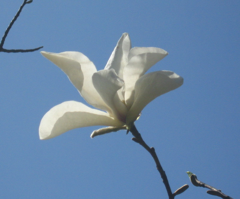 Image of Magnolia &times; soulangeana specimen.