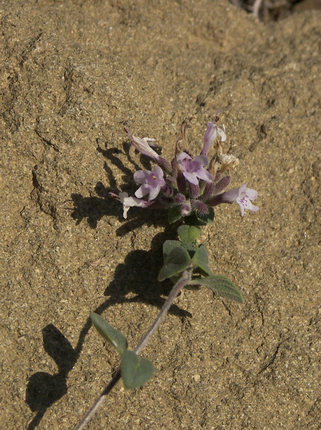 Изображение особи Ziziphora biebersteiniana.