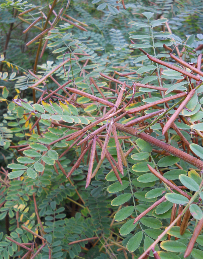 Image of Indigofera heterantha specimen.