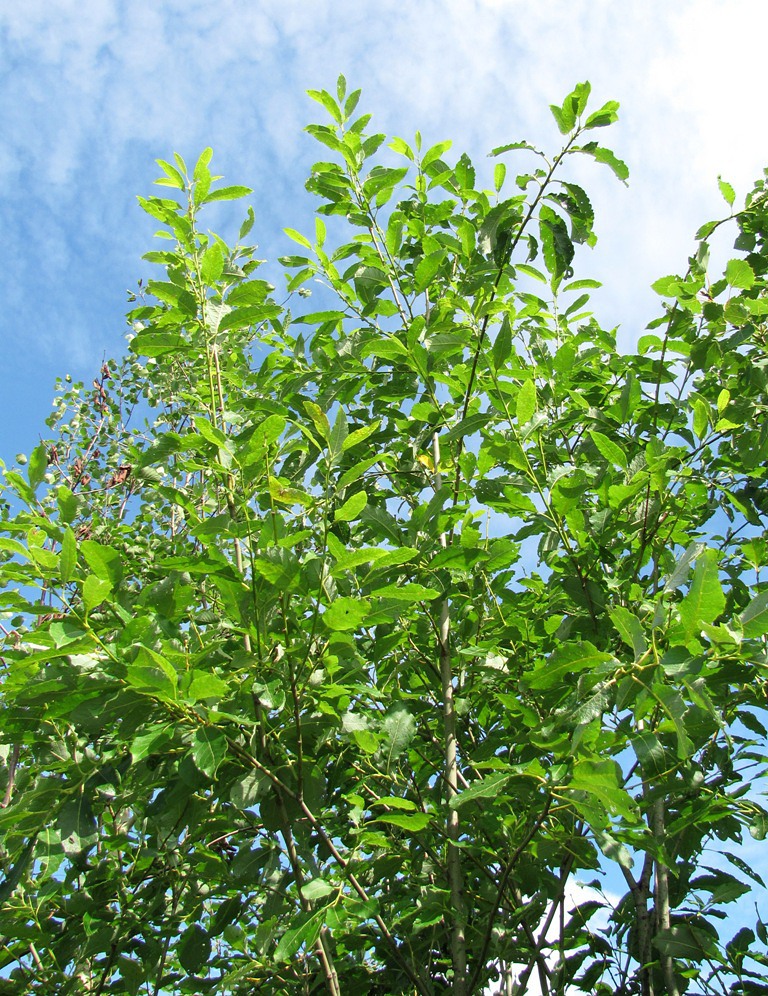 Image of Salix caprea specimen.