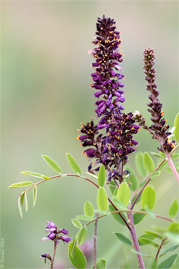 Image of Amorpha fruticosa specimen.