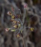 Allium tardiflorum